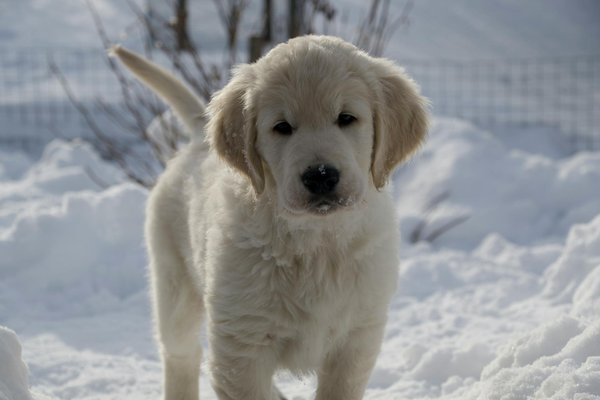 Vaccination du chien: ce que vous devez savoir avant la première visite chez le vétérinaire