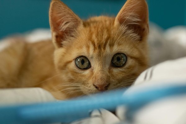 Les maladies génétiques chez les chats : un guide pour les propriétaires