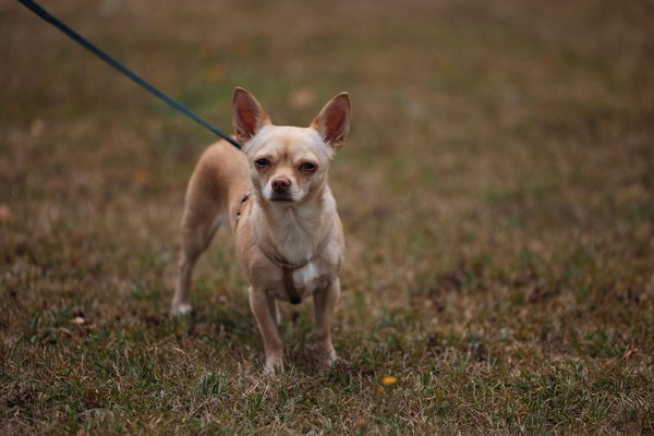 Collier connecté pour chien : sécurité, santé et tranquillité