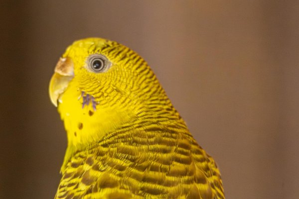 Comment le bénévolat dans des refuges pour animaux peut-il renforcer les compétences interpersonnelles ?