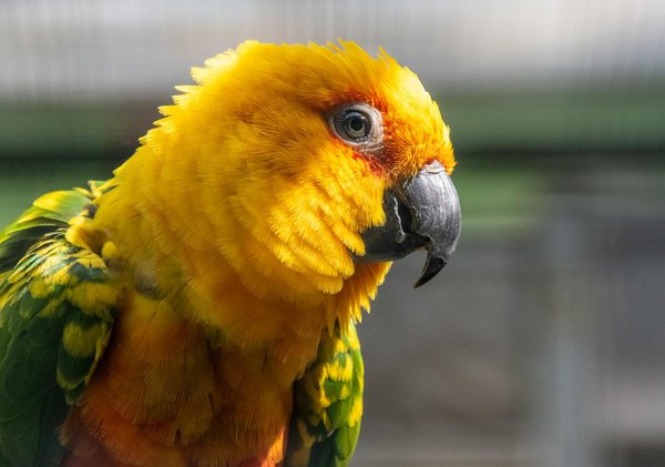 Comment évaluer la nécessité d'une formation professionnelle pour mon chien ?