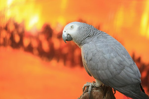 Comment les corbeaux utilisent-ils des outils pour atteindre leur nourriture?