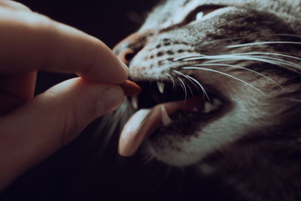 Acheter des médicaments pour chats en ligne : sûr ou risqué ?