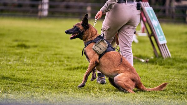 Comment évaluer la nécessité d'une formation professionnelle pour mon chien ?
