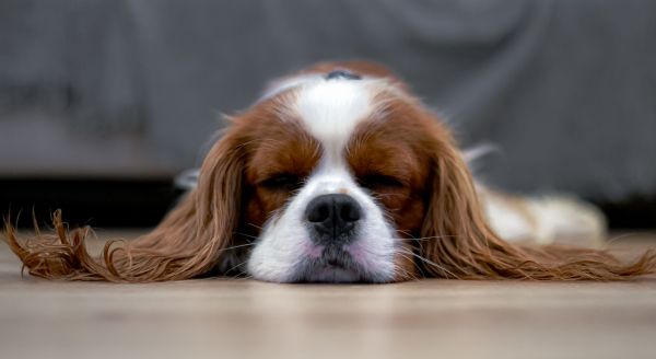 Comment faire face aux problèmes de digestion courants chez les chiens ?