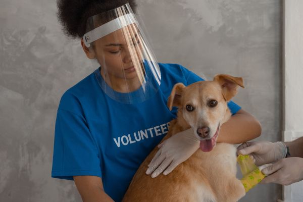 Comment le bénévolat dans des refuges pour animaux peut-il renforcer les compétences interpersonnelles ?