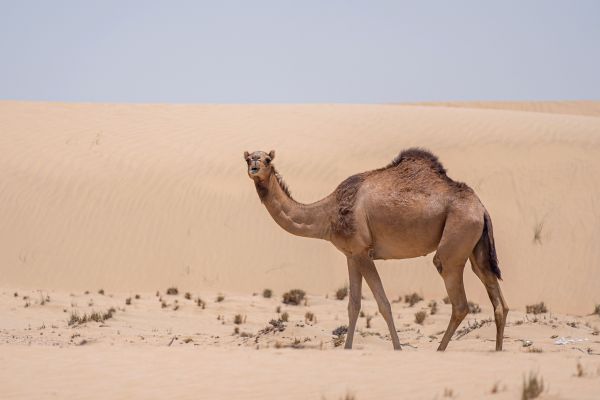 Comment les chameaux survivent-ils dans des environnements désertiques extrêmes?