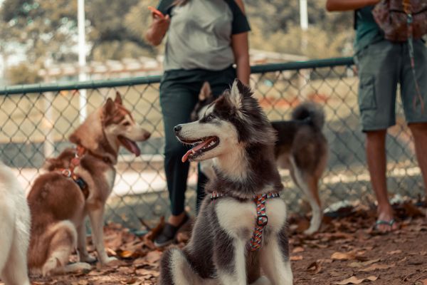 Comment socialiser son chien avec les humains et autres animaux ?
