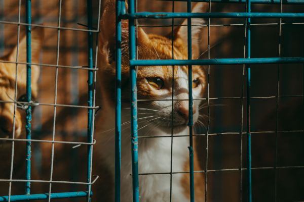 Enquête sur le commerce illégal de chats sauvages