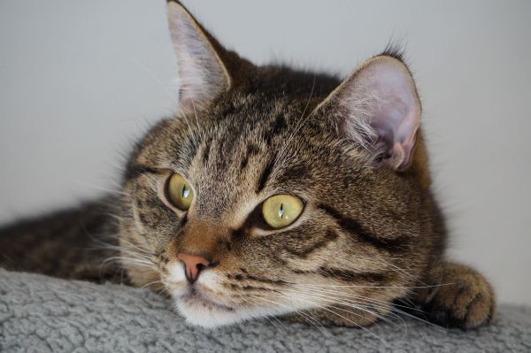 Les maladies génétiques chez les chats : un guide pour les propriétaires