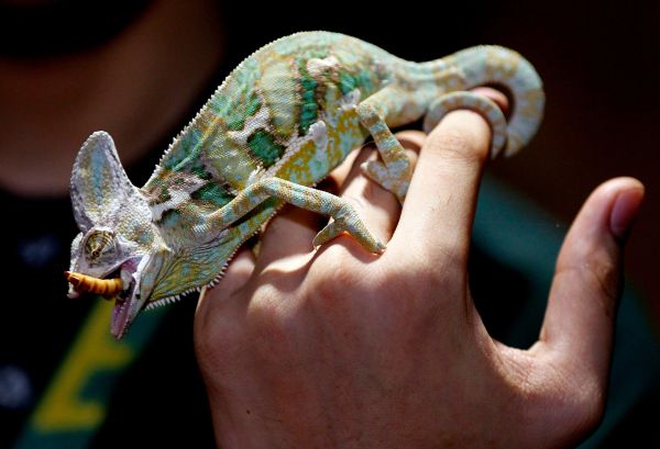 Pourquoi les caméleons sont-ils de bons animaux de compagnie?