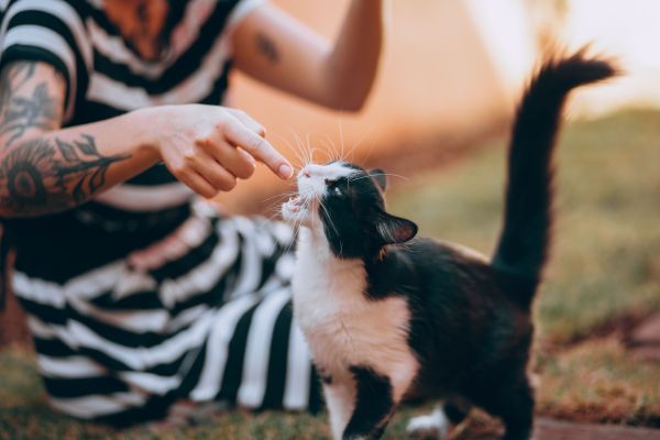 Quels comportements des chats peuvent être interprétés comme des signes d'affection envers leurs propriétaires ?