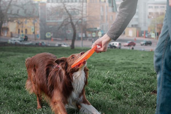 Quels jeux d'extérieur sont les plus adaptés pour renforcer le lien avec mon chien ?