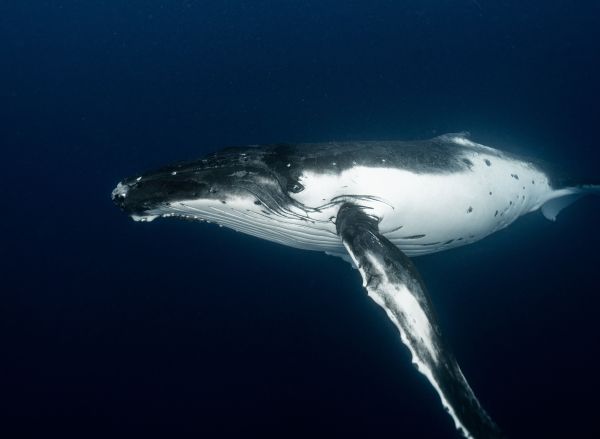 Quels types de communication sont présents chez les baleines et comment transmettent-elles des informations?