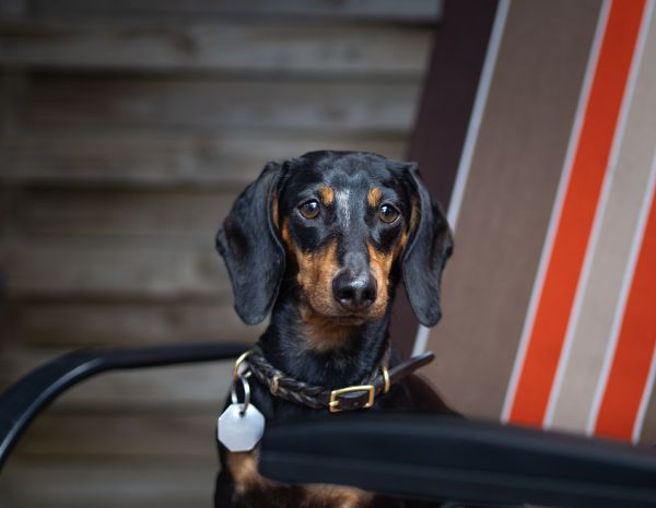 Top 5 colliers connectés pour chiens : bien-être et sécurité