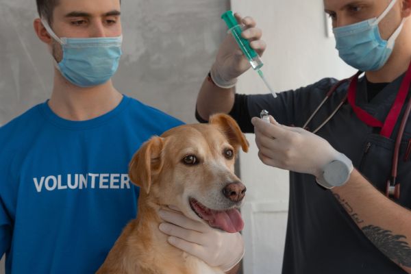 Vaccination du chien: ce que vous devez savoir avant la première visite chez le vétérinaire